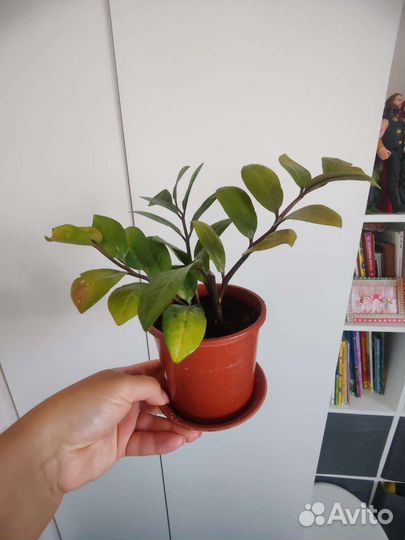 Замиокулькас