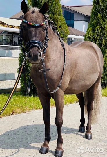 Продается чудесный пони