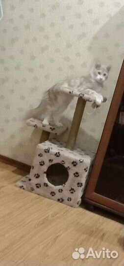 Кот мейн-кун вязка