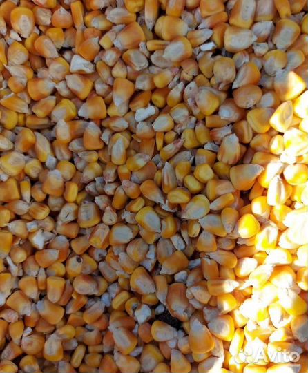 Семечко, Ячмень озимый корма