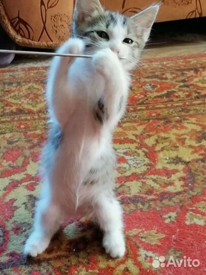 Котенок девочка