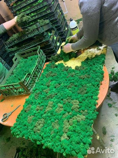 Стабилизированный мох для панно