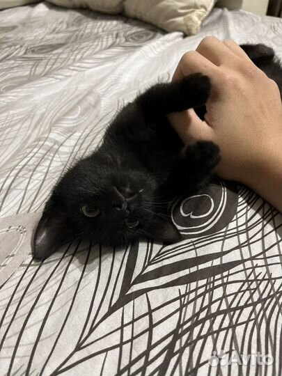 Отдам котят