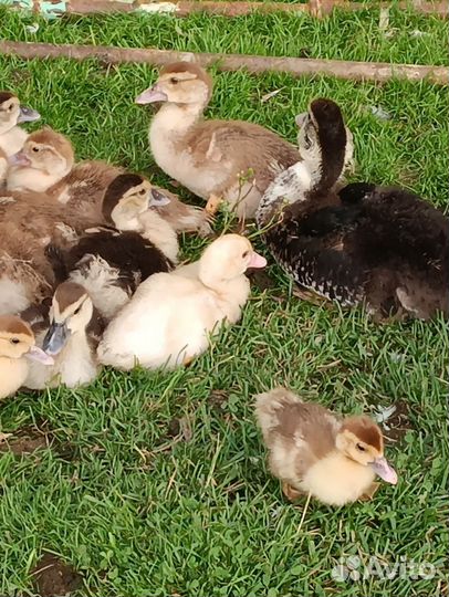 Утка с утятами