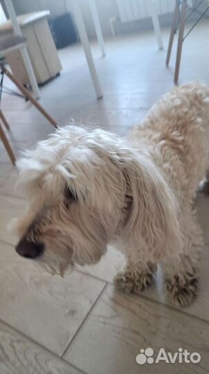 Маленькая собака