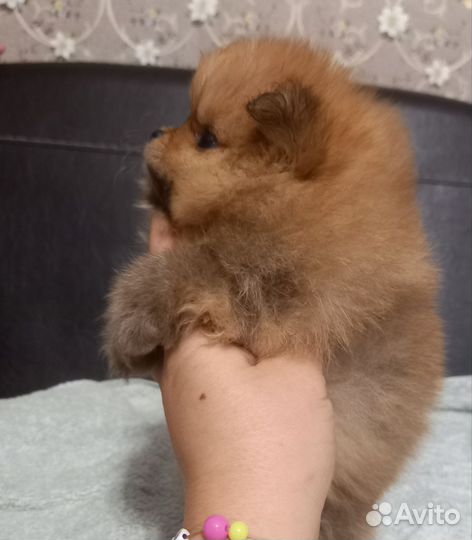 Померанский шпиц мини