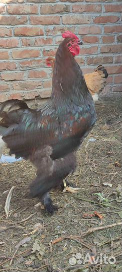 Петух брама