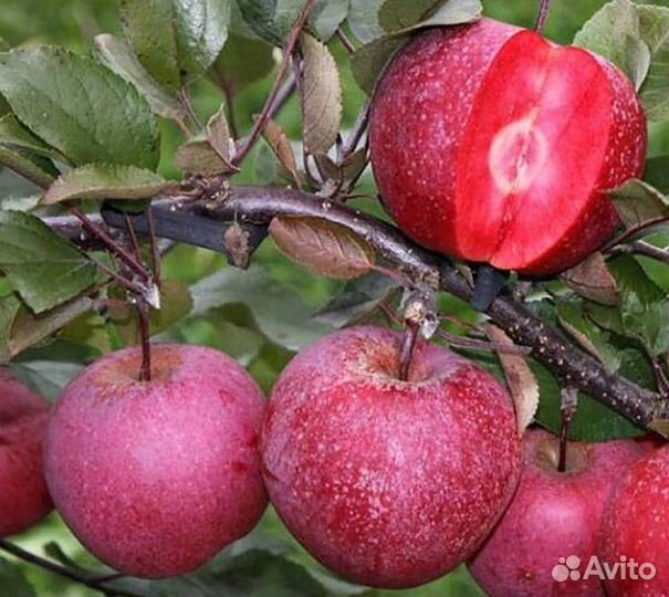Саженцы яблони Ред Кетти