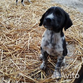 пастух - Купить недорого собаку или щенка🐕 во всех регионах | Цены на собак  разных пород | Авито