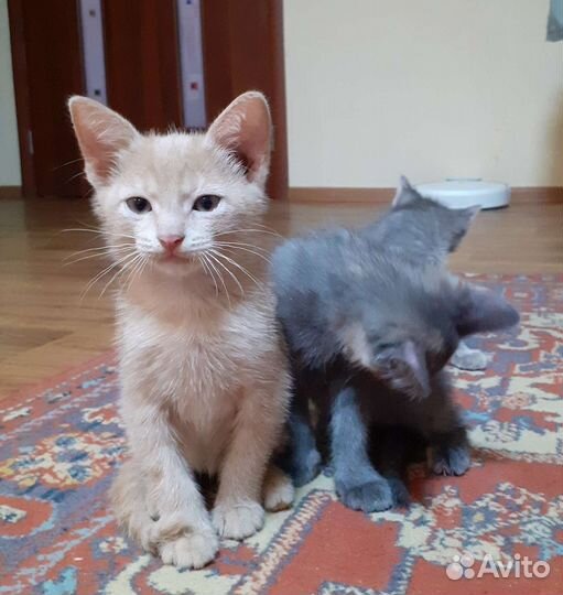 Кошки в добрые руки