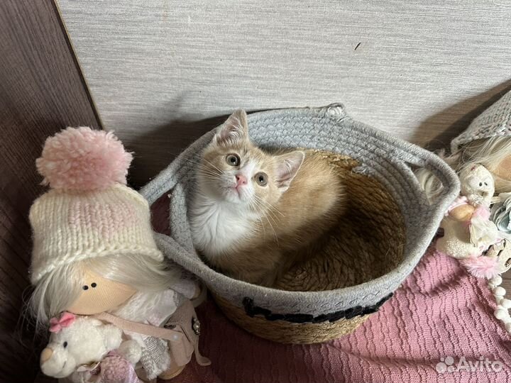 Прекрасные котята ищут родителей