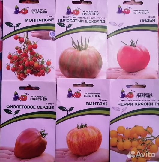 Рассада помидор