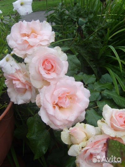 Роза флорибунда Иоганн Штраус