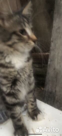 Котенок пушистый тигренок