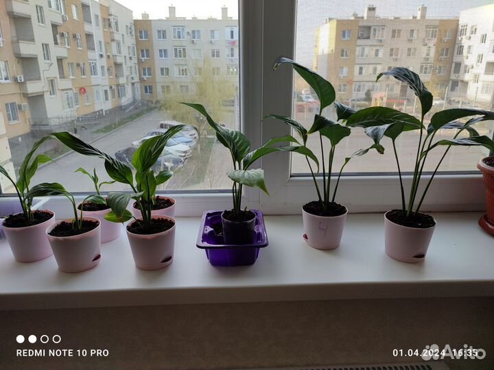 Спатифиллум