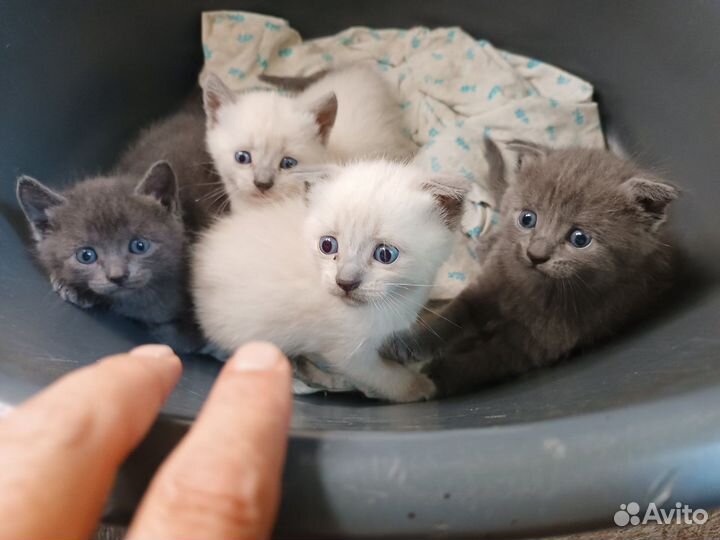 Котята