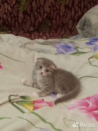 Шотладские котята
