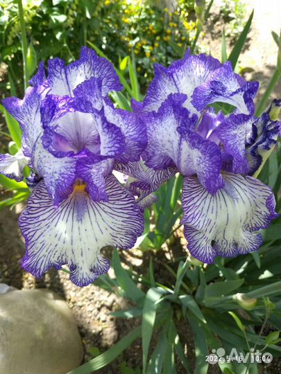 Ирисы