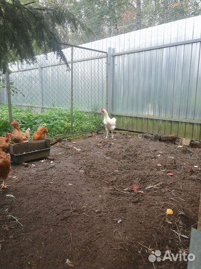 Куры молодки