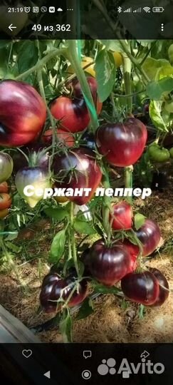 Рассада томатов,перца острого и салатного сладкого