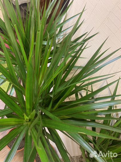 Пальма драцена