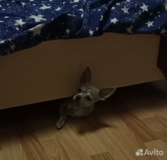 Продам собаку