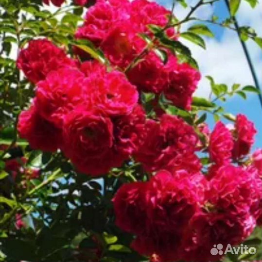 Плетистые розы