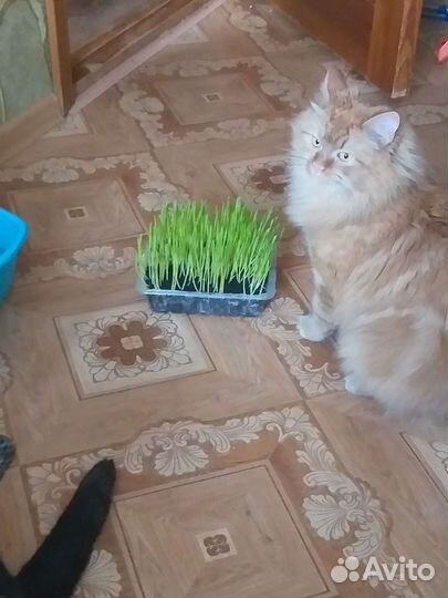 Домашняя передержка кошек