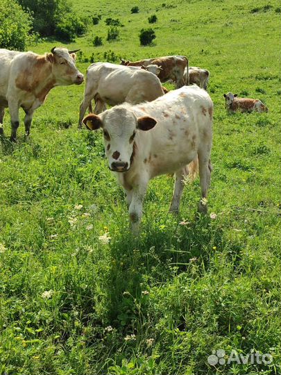 Продажа крс