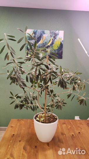Оливка комнатное растение