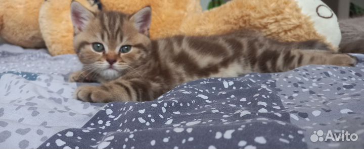 Шатланские котята