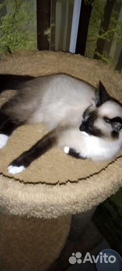 Кошка в дар