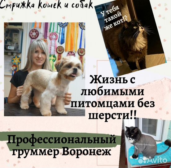 Обучение-стрижка собак и кошек. Обучение грумингу