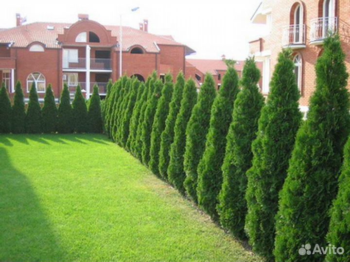 Туи оптом и розницу