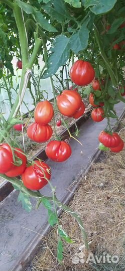 Помидоры домашние