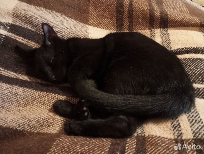 Кошка-малышка-чернышка