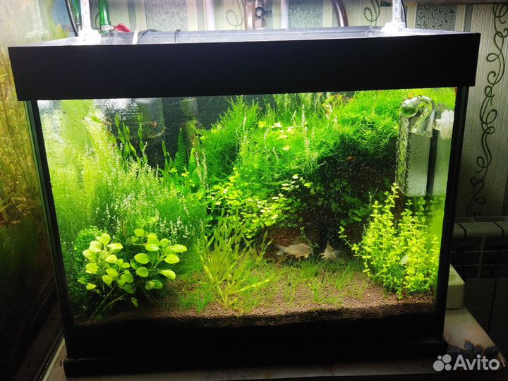 Растения в аквариум живые