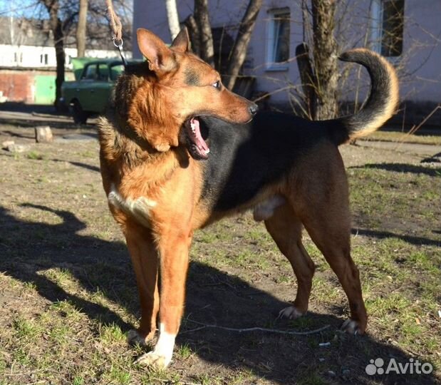 Отдам молодого овчаристого кобеля Марса