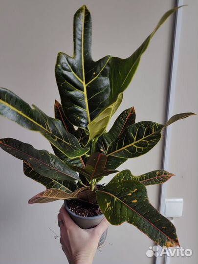 Кротон экселент. Кодиеум