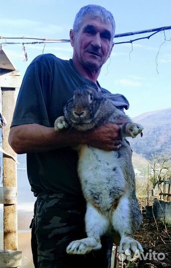 Кролики Великаны