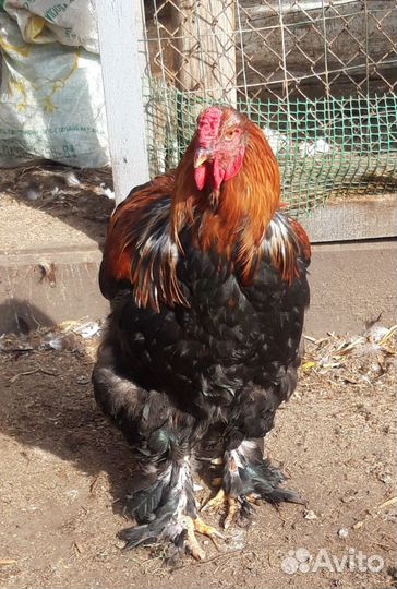 Петух Брама