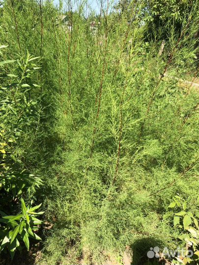 Саженцы в ассортименте