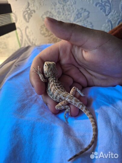 Агамы девочки