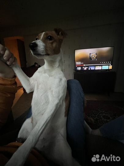 Персен-Рассел Терьер (джек-рассл)