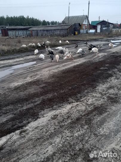 Индюки домашние