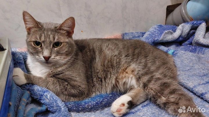 Кошечка Настя ищет дом