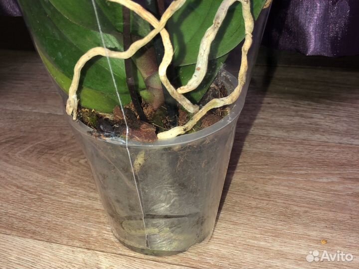 Орхидея фаленопсис