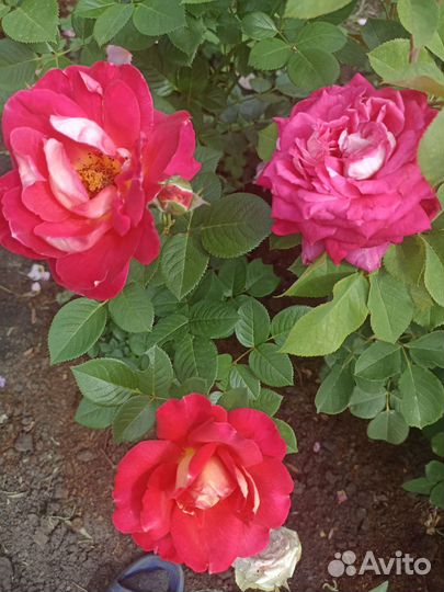 Кусты роз флорибунда, чайногибридные и др