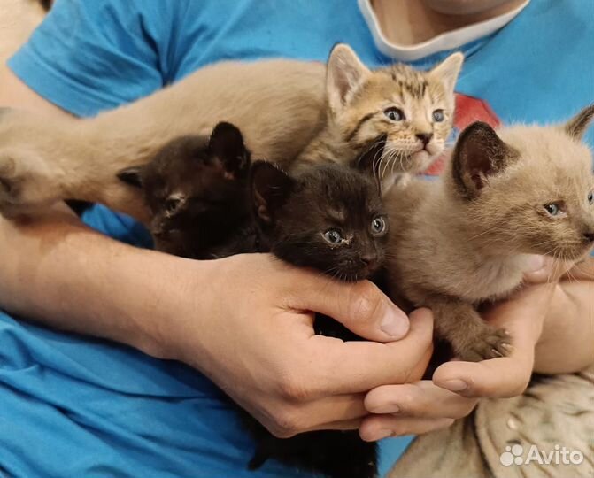 Котята в добрые руки