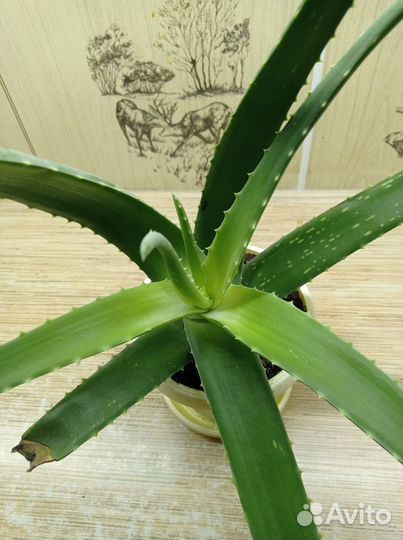 Алоэ лечебное